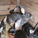 Lapins chèvre bleus