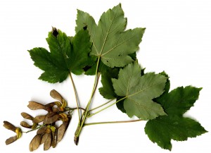 acer-pseudoplatanus-erable-sycomore-myopathie-atypique-equides