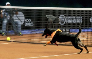 648x415_un-chien-court-apres-une-balle-de-tennis-lors-de-l-open-du-bresil-a-sao-paulo-le-25-fevrier-2016-ap